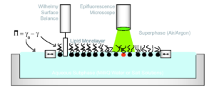 Cartoon depiction of a lipid monolayer on a Langmuir trough